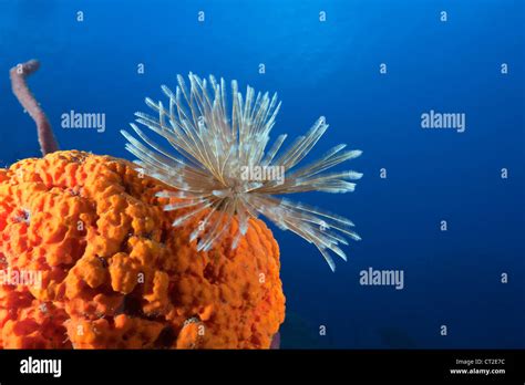  Fan di Sponge? Scopri Come il Fan Worm Vive la sua Vita Sott'acqua