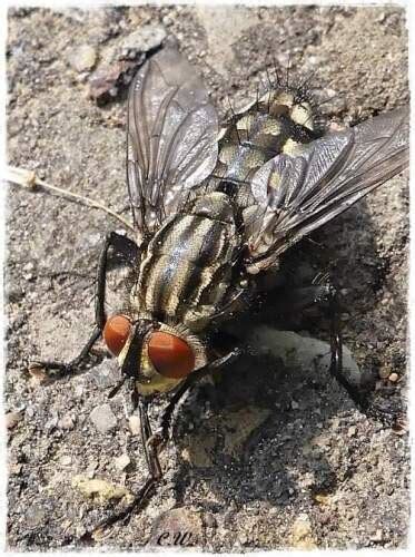  Wohlfahrtia Magnifica! Una Mosca Parassitaria Con Un Stile di Vita Indiscutibilmente Curioso