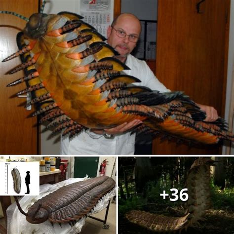  Arthropleura: Un gigante preistorico con un corpo da mille gambe che si muoveva silenziosamente nelle foreste del Paleozoico!