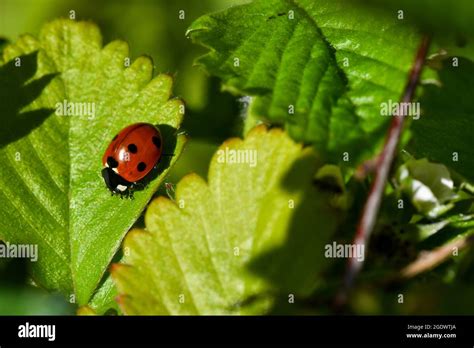  Coccinella: un piccolo predatore dai puntini rossi che vola con grazia tra i fiori del giardino!