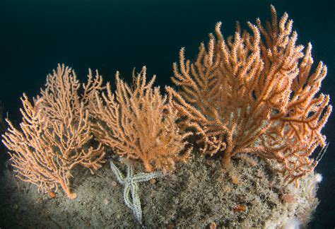  Eunicella! A Colonial Anthozoan Marvel That Blooms Like Underwater Fireworks