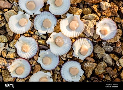  Japanesechelamys! Un mollusco bivalve con una conchiglia che sembra un gioiello e una vita sottomarina incredibilmente complessa