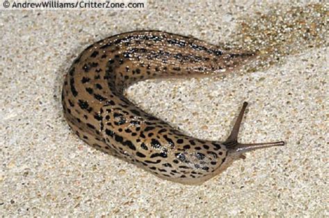  Limax: Una creatura incredibile che si muove come un fiume di gelatina!