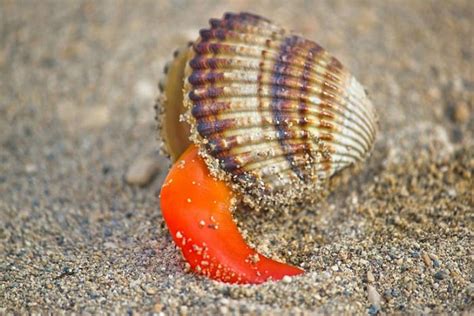  Venerid  un Mollusco Bivalve dal Gusto Exquisito e un Ciclo di Vita Straordinario!