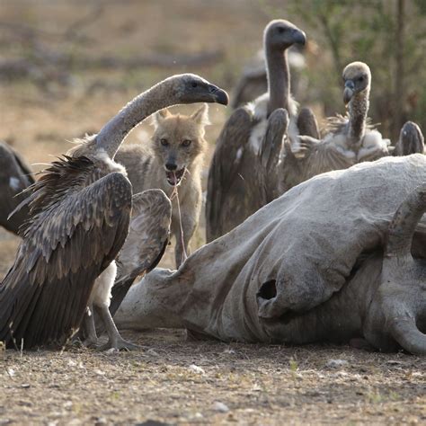  Vulture! Il Padrone del Cieli che Si Nutre di Un Pasto Gratuito