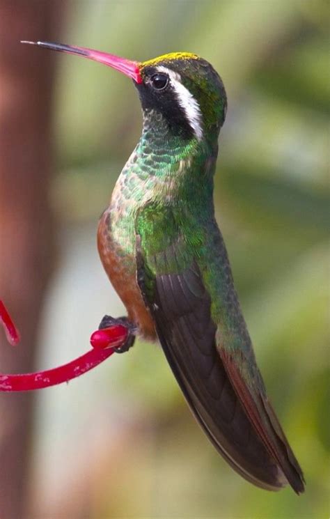 Xantus’ Hummingbird:  Discover the Tiny Avian Jewel with Exceptional Aerial Agility and Dazzling Iridescence!